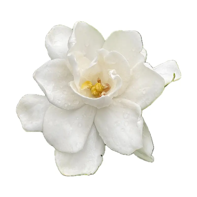 Dành dành Nhật Bản