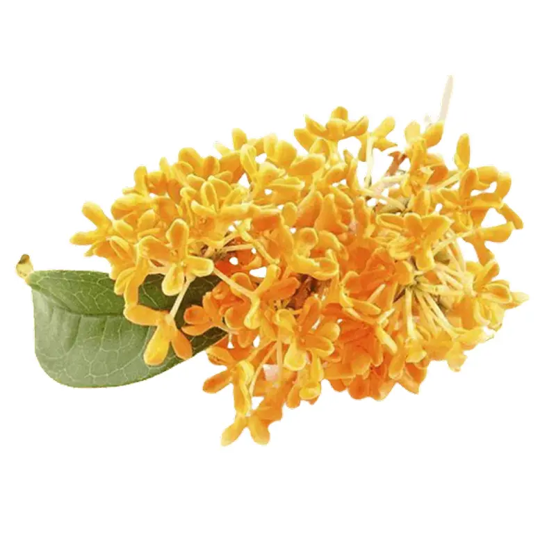 Mộc tê Nhật Bản