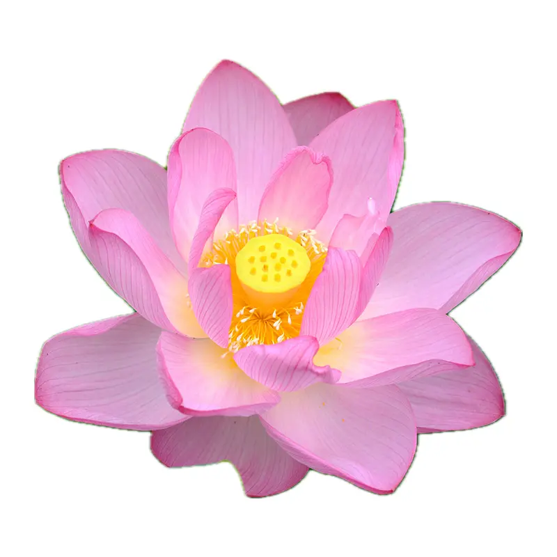 Sen hồng Nhật Bản