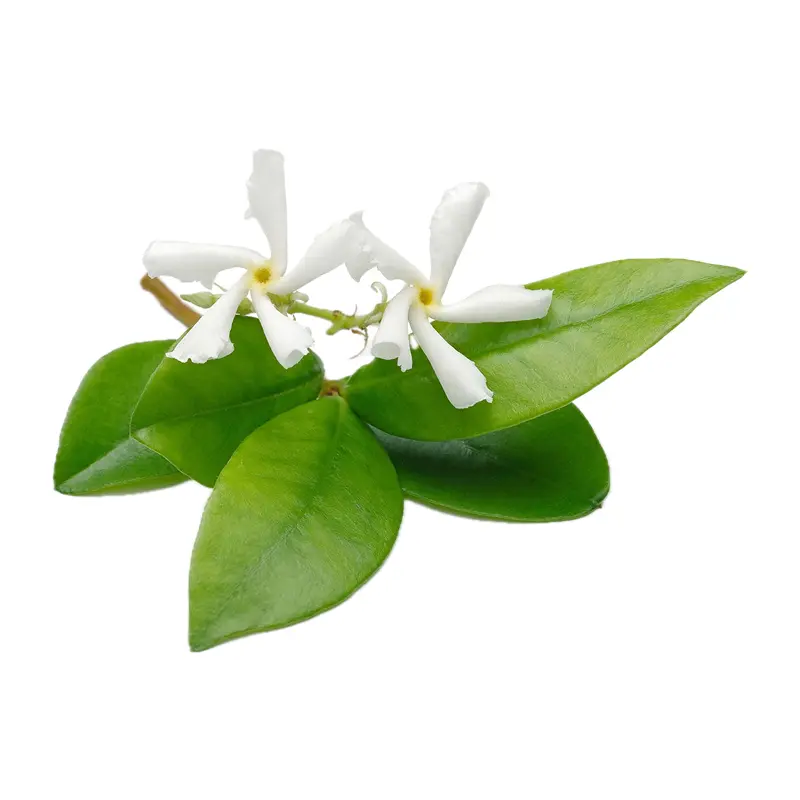 Lá hoa nhài