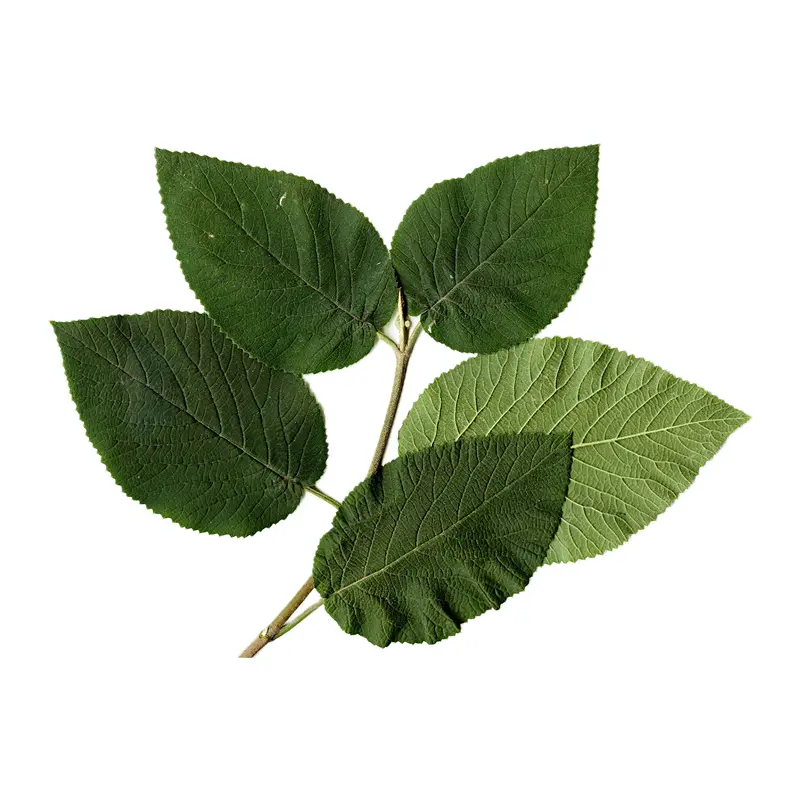 Lá ngũ sắc