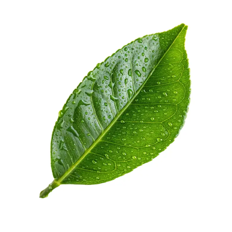 Lá chanh