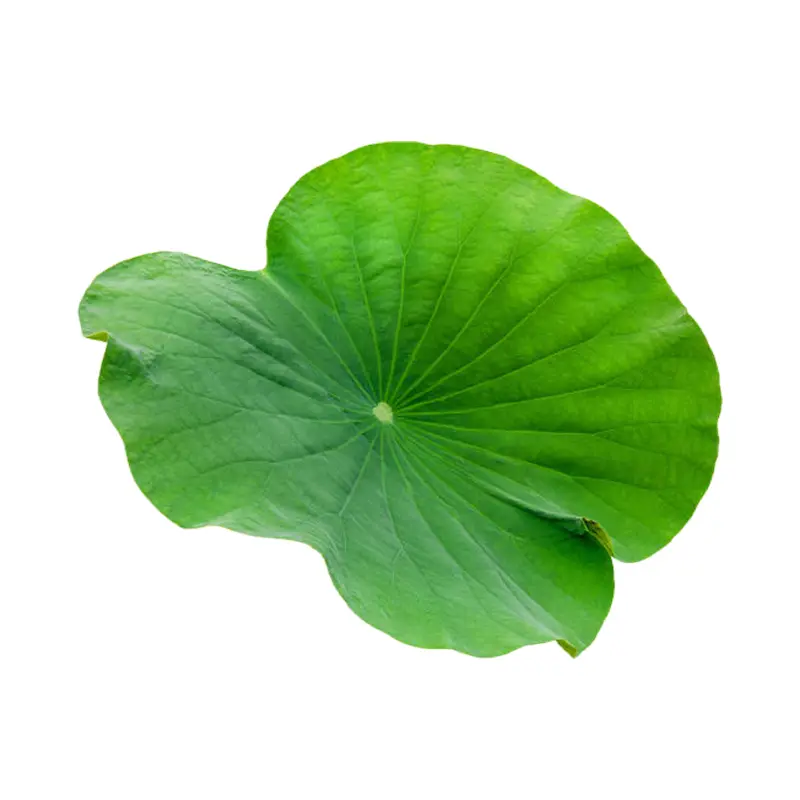 Lá sen