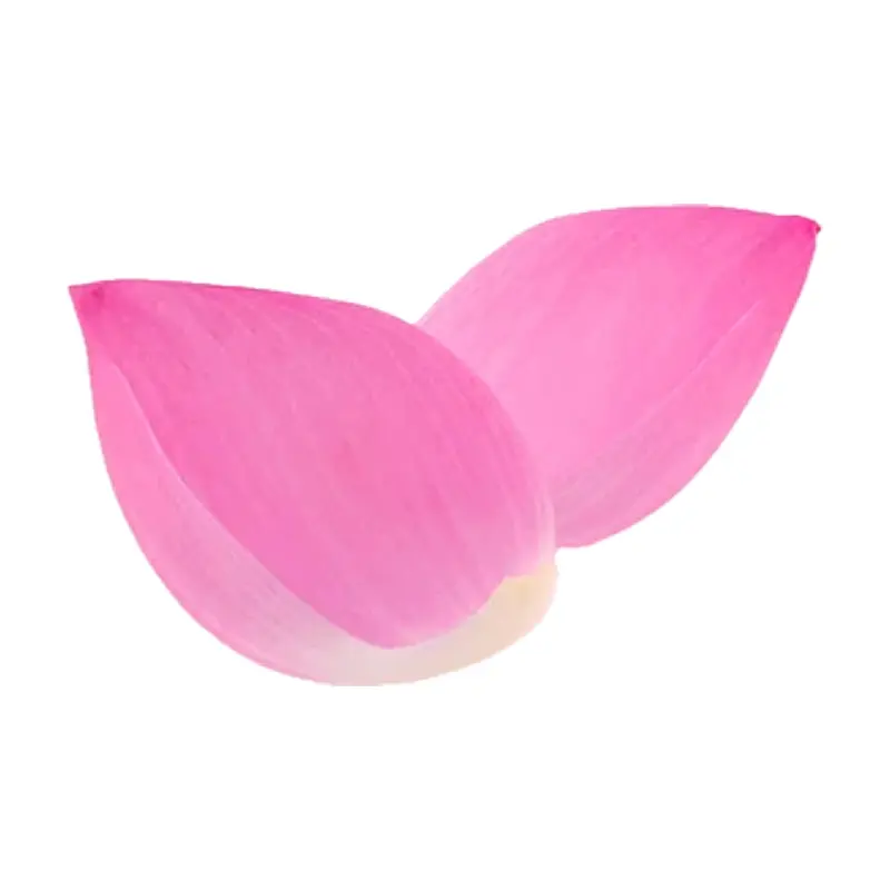 Cánh hoa sen