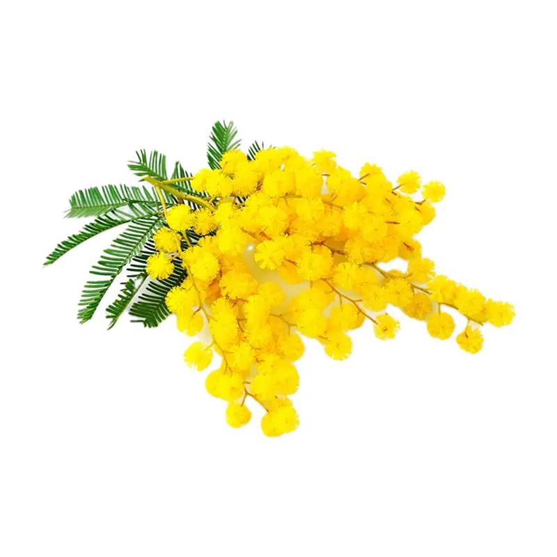 Cánh hoa Mimosa