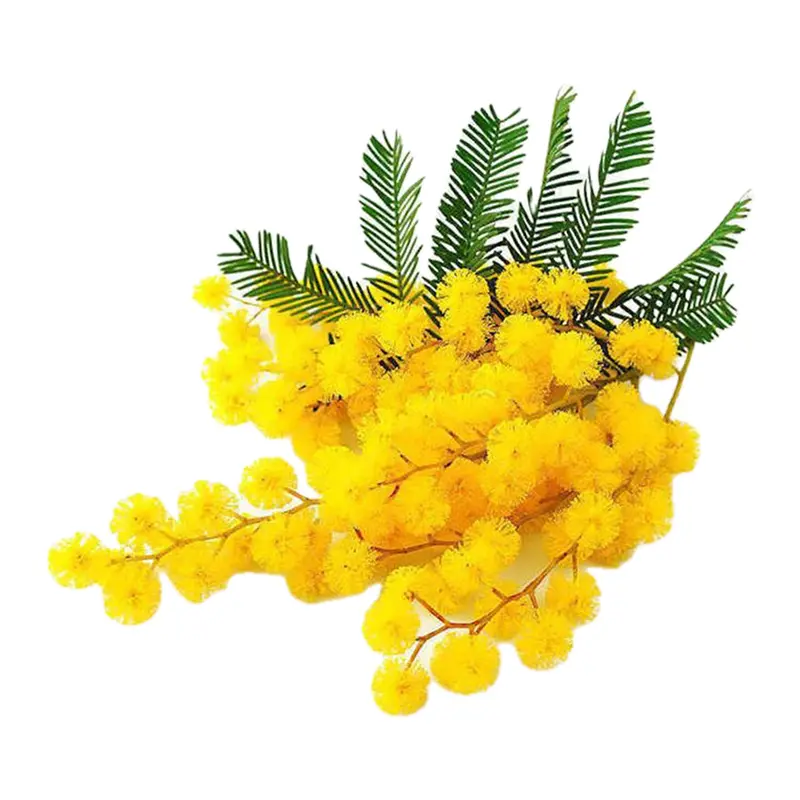 Hoa Mimosa Morocco