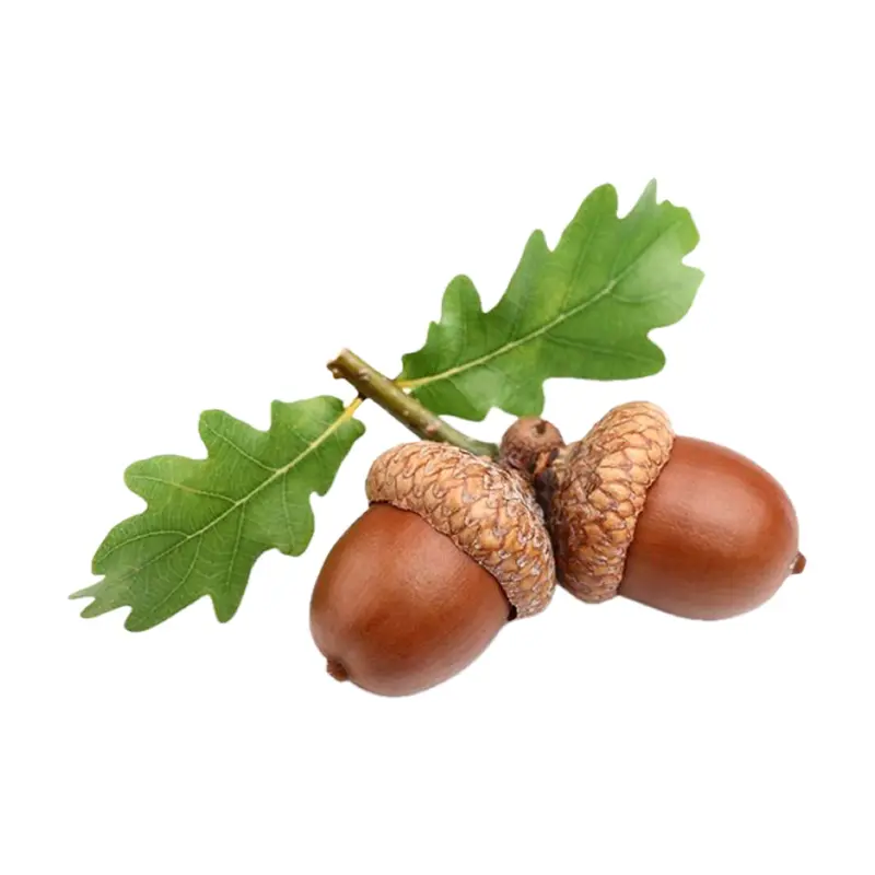 Cây sồi