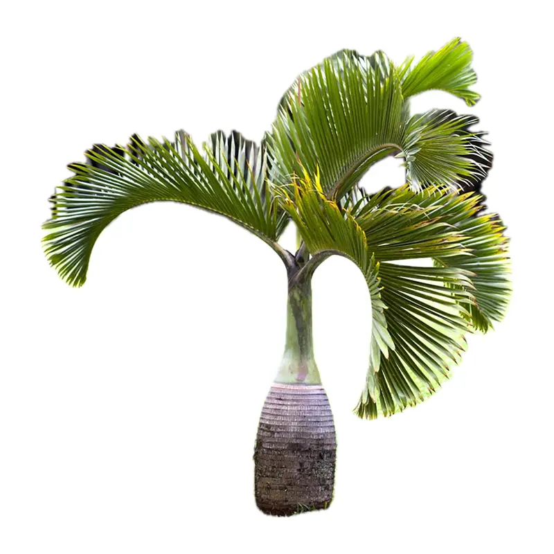 Cây cọ