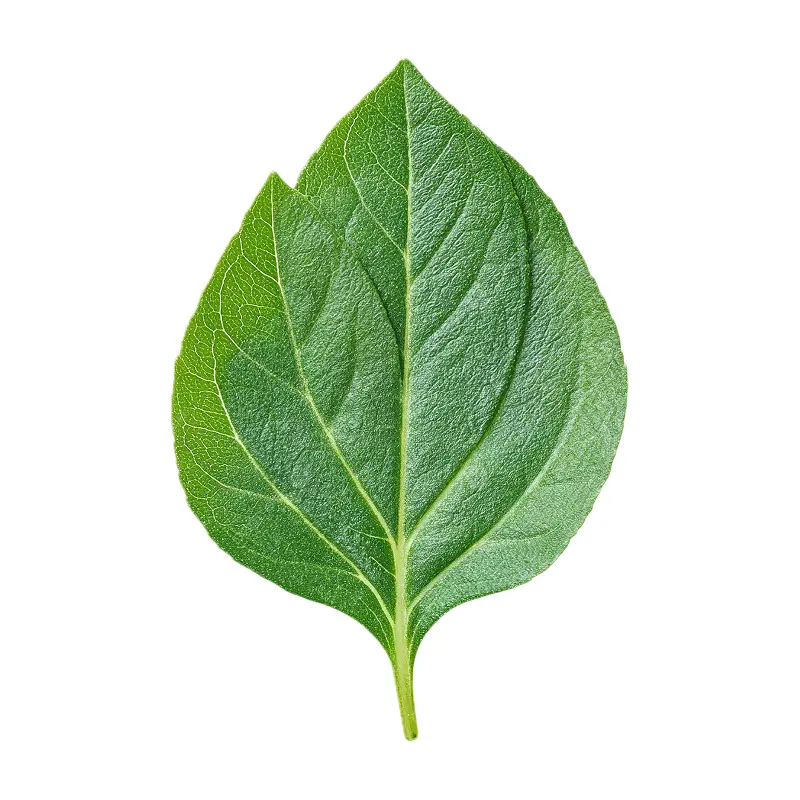 Lá ớt bột Paprika