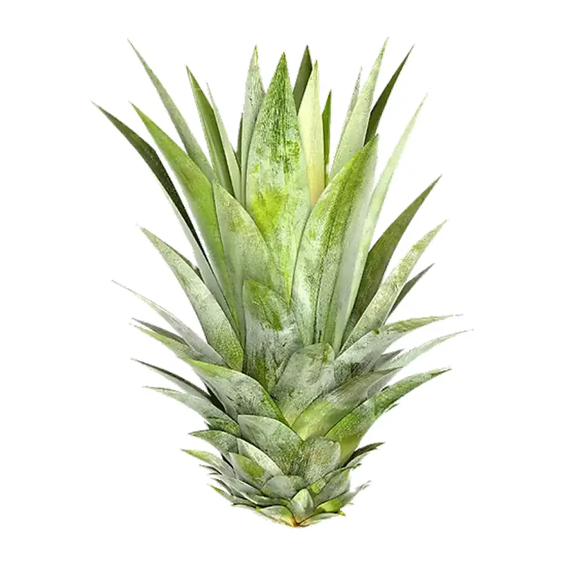 Lá dứa (Lá thơm)