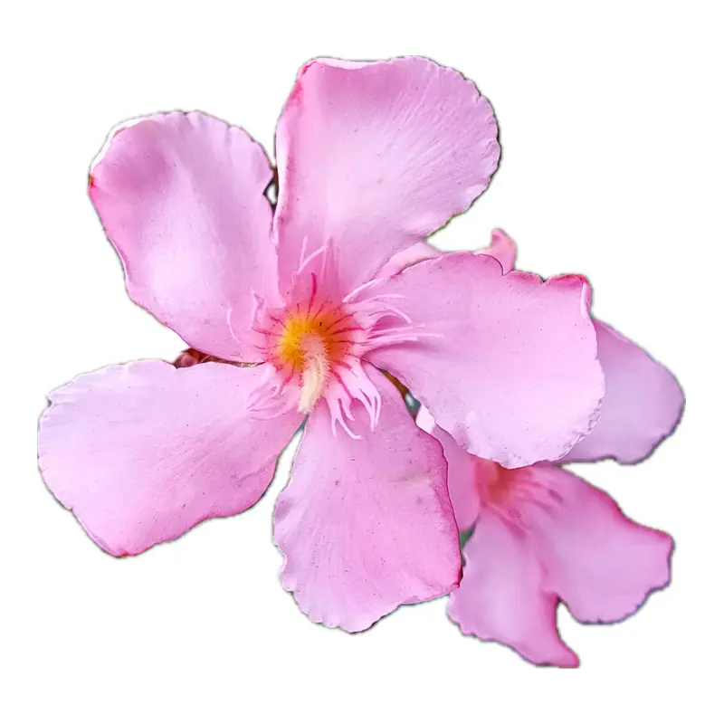 Trúc đào hồng