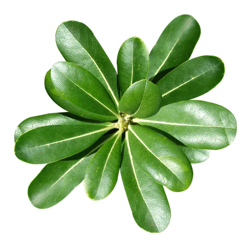 Hải phi yến