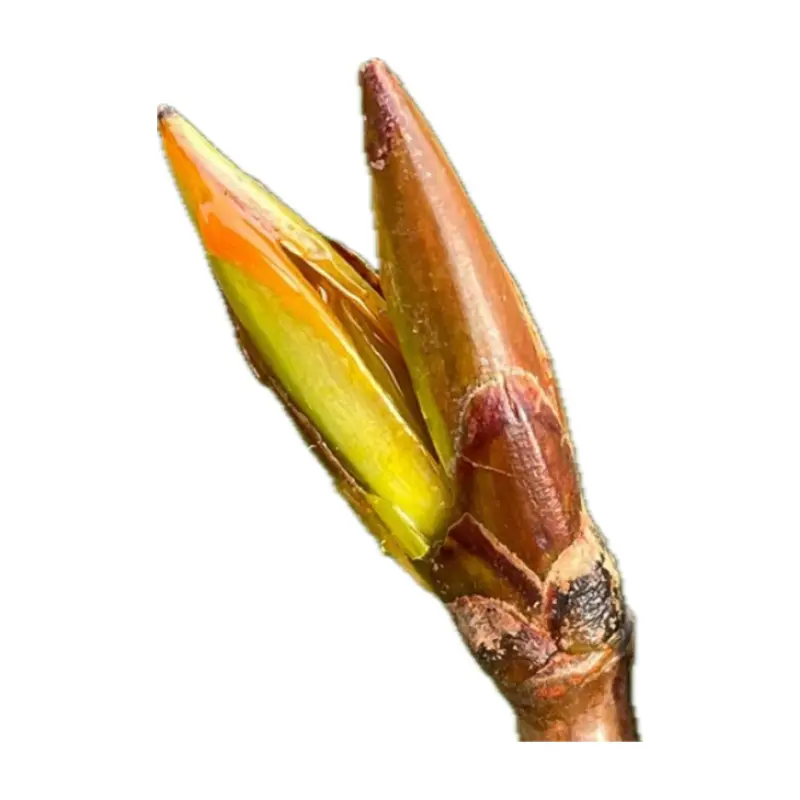 Chồi nụ cây dương
