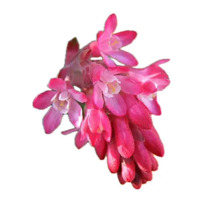 Hoa lý chua đỏ