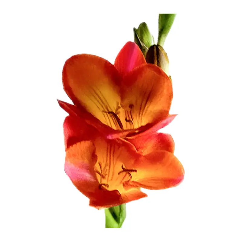 Lan Nam Phi đỏ