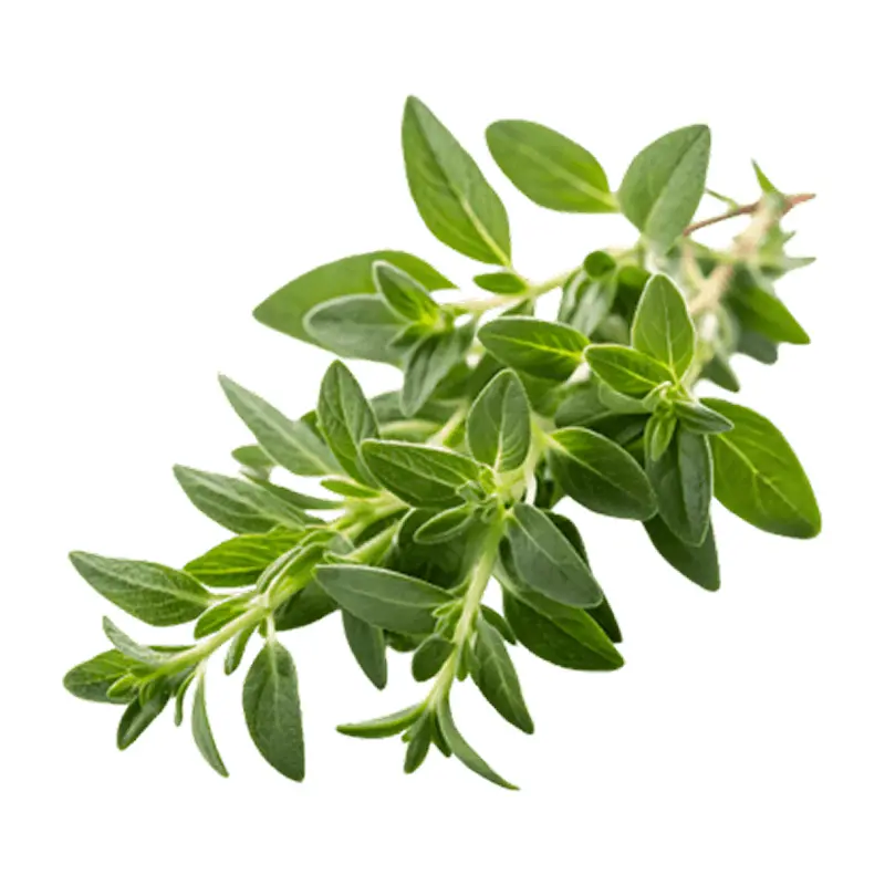 Cỏ xạ hương đỏ