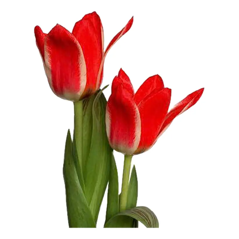 Tulip đỏ
