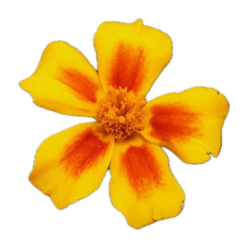Cúc vạn thọ Romania