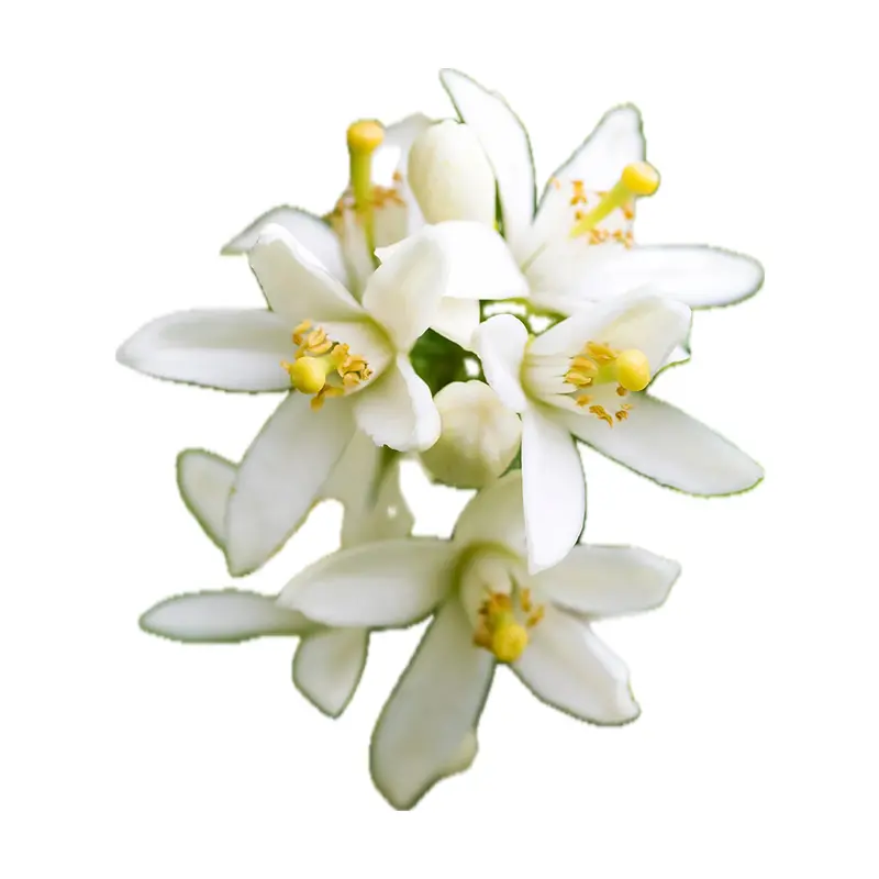 Hoa cam Neroli Tunisia