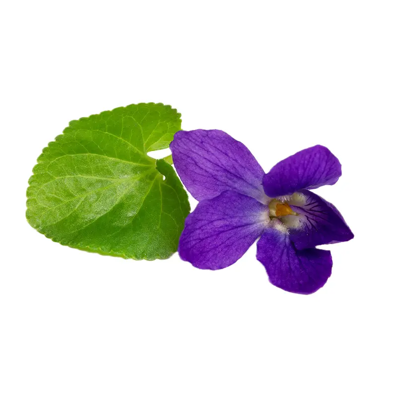 Lá violet