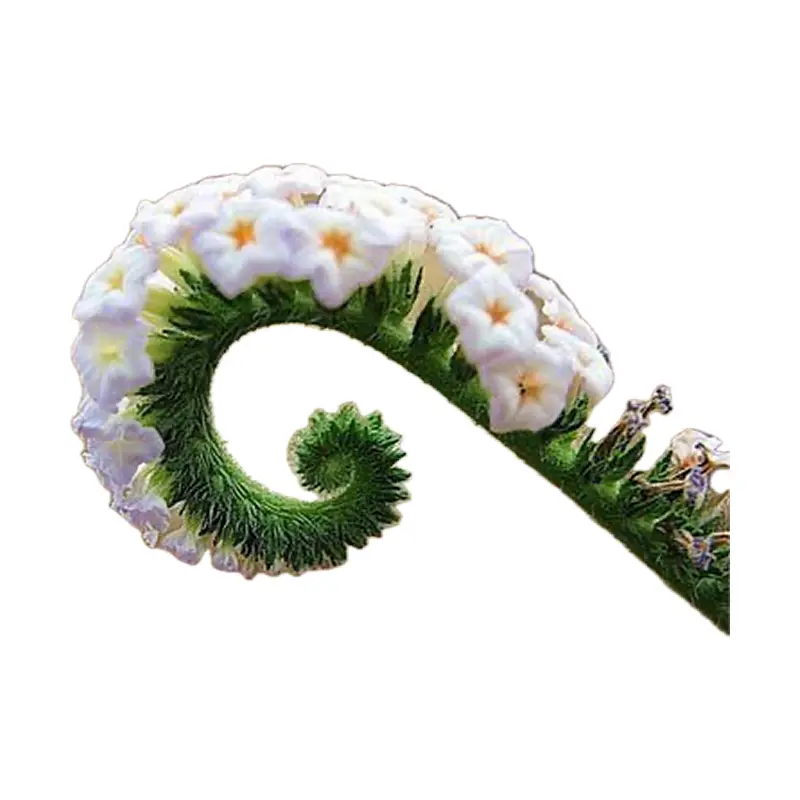 Hoa vòi voi nước