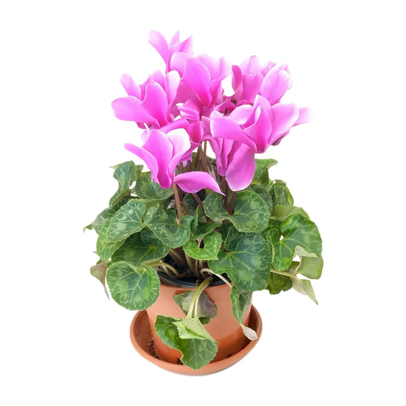 Hoa anh thảo nước