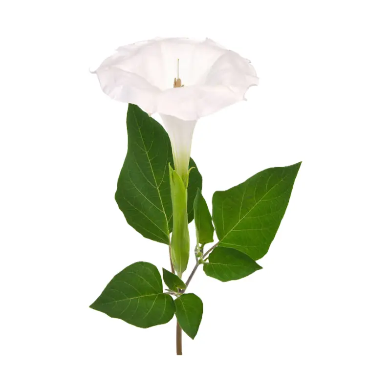 Hoa cà độc dược trắng