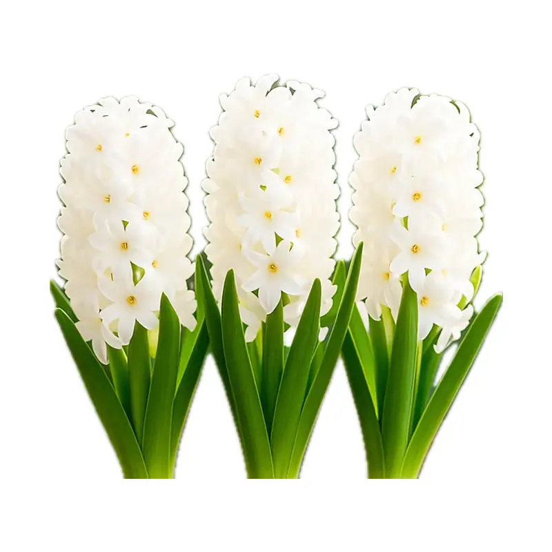 Dạ lan hương trắng
