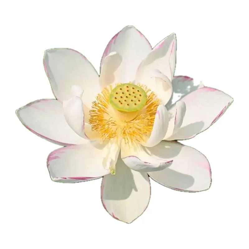 Sen trắng