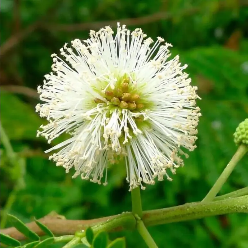 Mimosa trắng