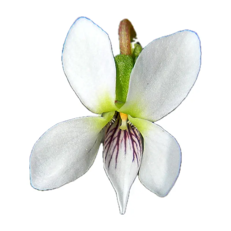 Hoa violet trắng