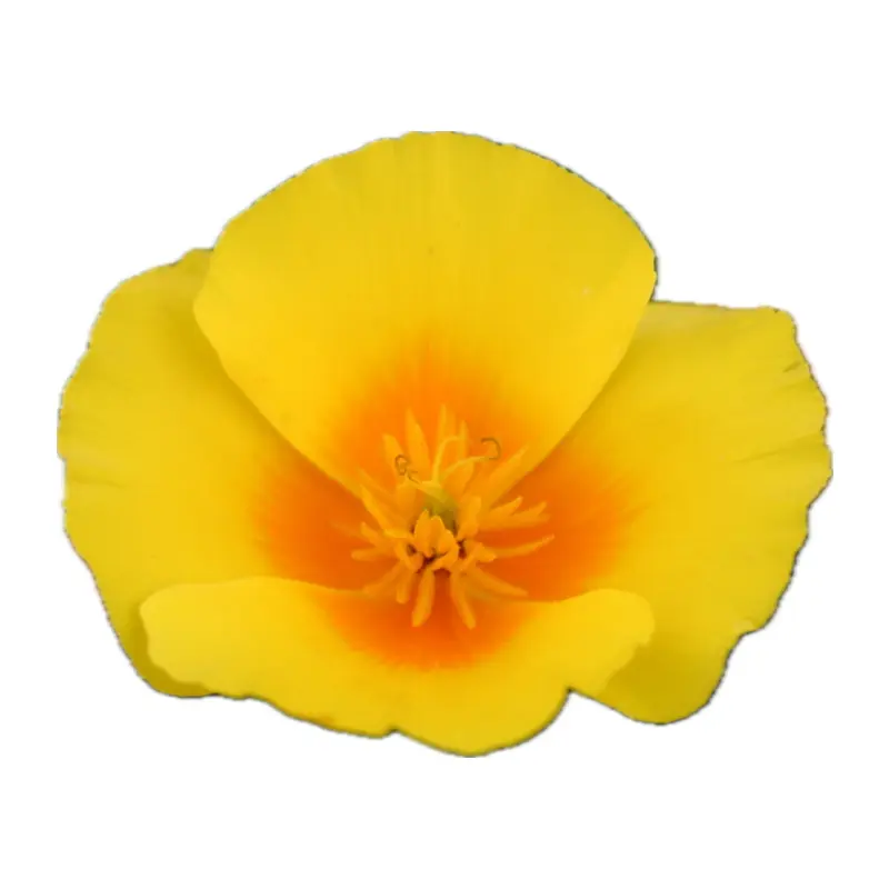 Anh túc vàng