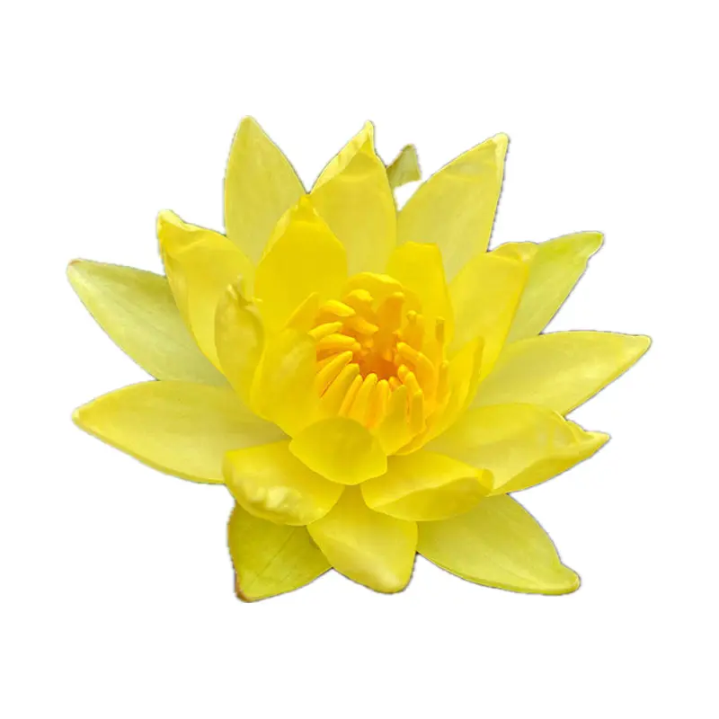 Súng vàng